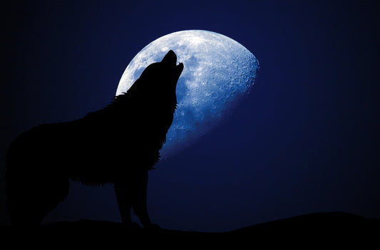 Wolf Moon 2022-2023